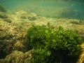 Codium sp.